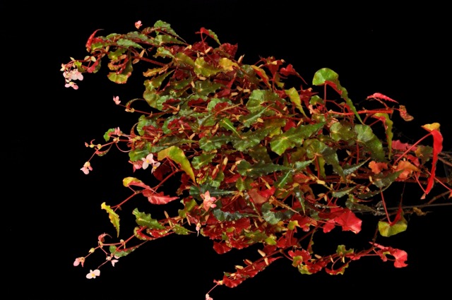 B. undulatifolia*